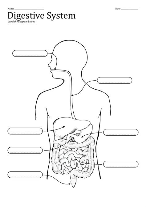 10 Best Images of Unlabeled Digestive System Diagram Worksheet - Small