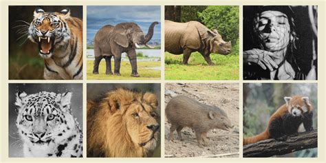 10 Endangered Animals In India