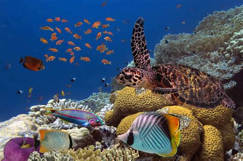 10 Endangered Animals In Maldives