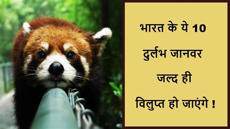 10 Endangered Animals Names In Hindi