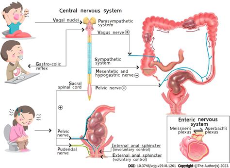 10 Essential Characteristics of Normal Baby Defecation Explained