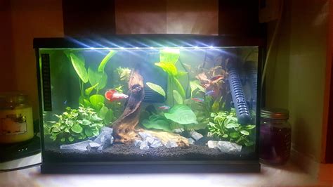 10 Gallon Betta Tank