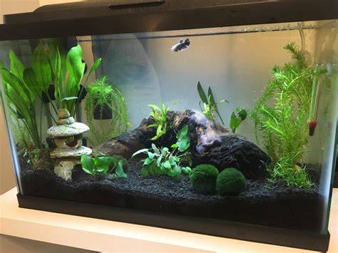 10 Gallon Betta Tank Ideas