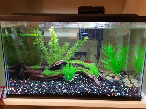 10 Gallon Tank For Betta