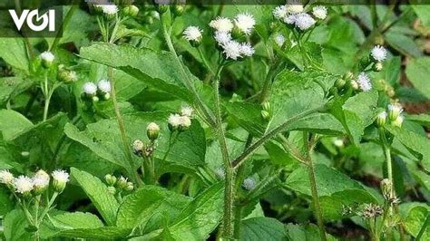 10 Powerful Tips for Using Bandotan Leaves Effectively