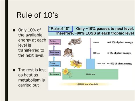 The Decalogue of Life: Unveiling the 10 Commandments of Rule Definition in Biology