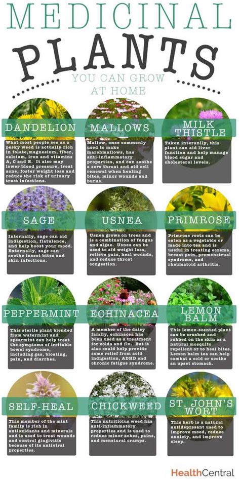 10 best medicinal herbs to grow