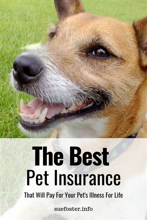 10 best pet health insurance for dogs