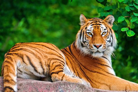 10 caracteristicas de un tigre