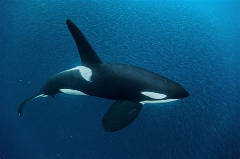 10 facts about orca whales