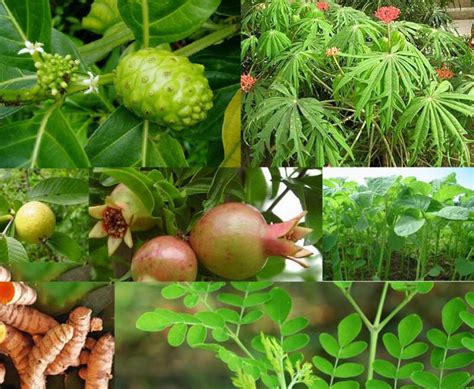 10 macam tanaman obat tradisional dan kegunaannya