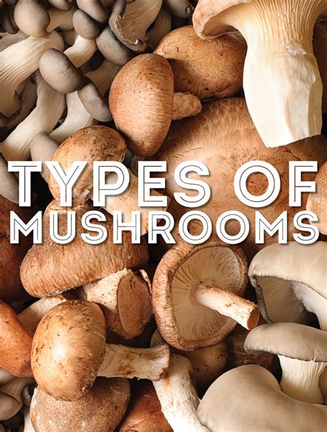 10 types of mushroom with pictures