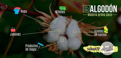 El algodón tiene su día mundial Gensus