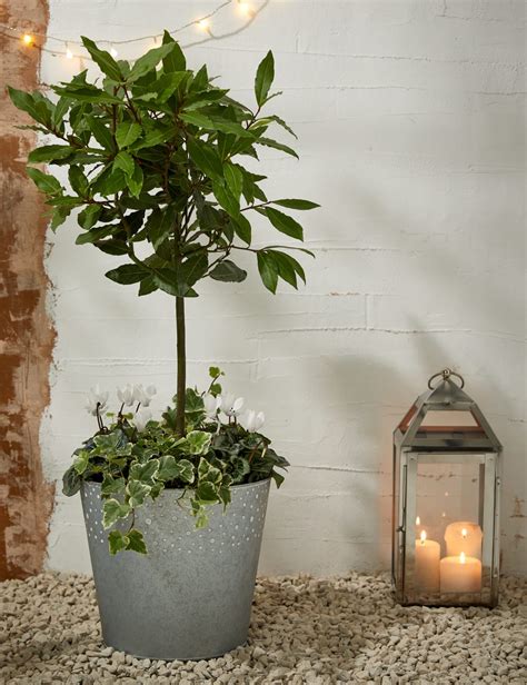 10. Bay tree in planter