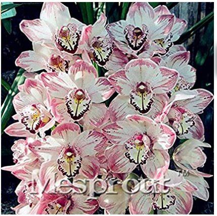 100 Cymbidium