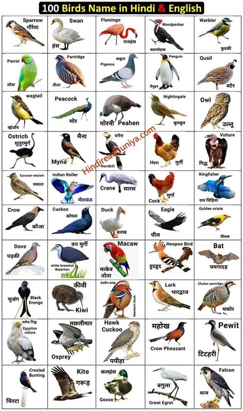 100 birds name in hindi and english