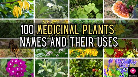 100 medicinal plants names and their uses