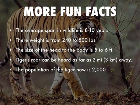 100 tiger facts