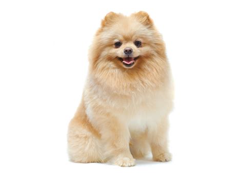 3000 Rupee Price Cost Of Pomeranian Dog In India