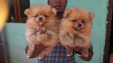 1000 Rupee Pomeranian Dog Puppy Labrador Puppy Price In Rupees