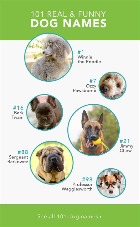 101 Funny Dog Names
