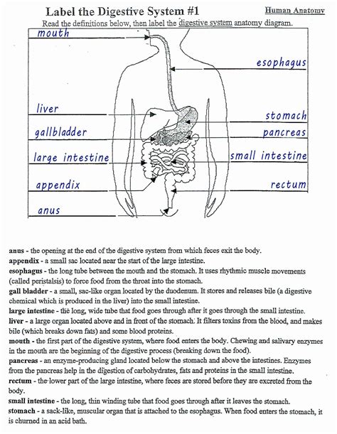 11 Best Images of Digestive System Worksheet Answer Key - Digestive
