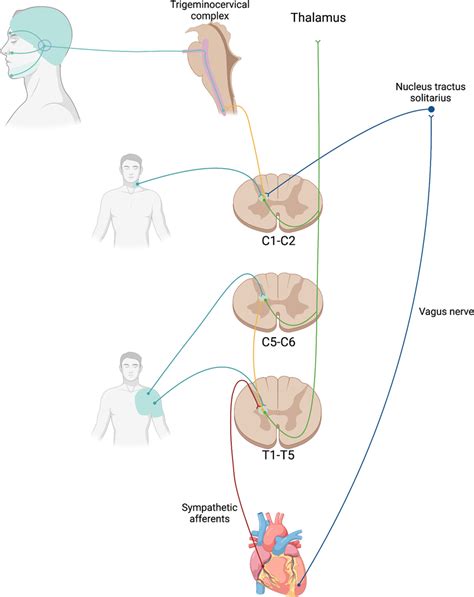 11 Decoding Morning Cephalalgia: Etiology & Therapeutic Interventions.