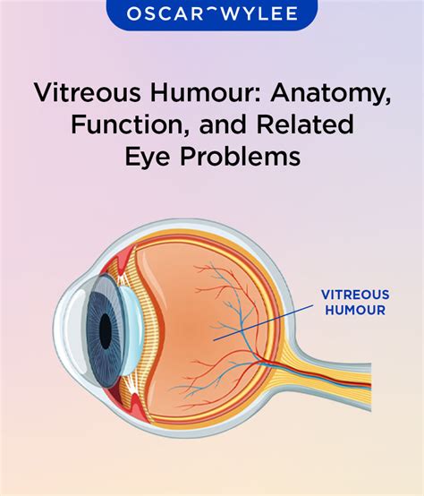 11 Decoding Vitreous Humor: Functions, Disorders & Clinical Significance.