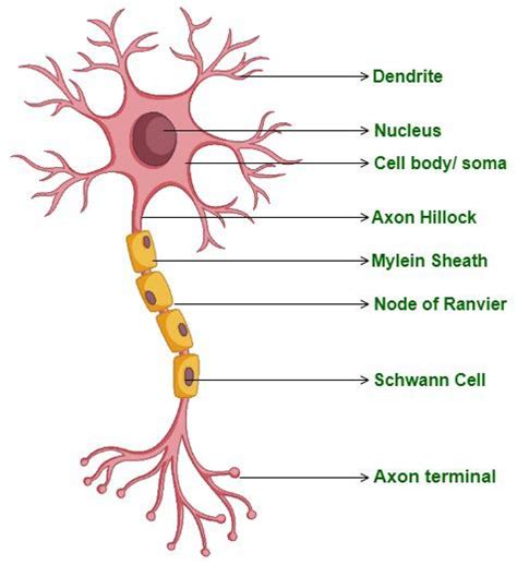 11 Dendrites: Neural Communication, Structure, and Functional Significance.