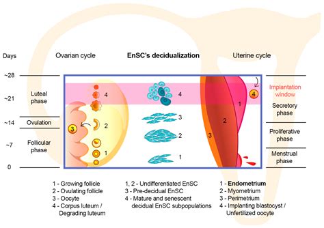 11 Endometrial Function & Disorders: A Comprehensive Physiological Overview.