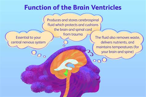11 Essential Insights on Ventricles: Functions and Disorders Explained