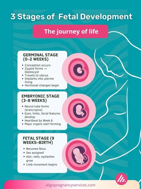 11 Fascinating Characteristics of Fetal Development You Must Know