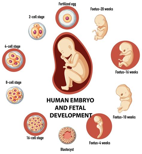 11 Fetal Development: A Comprehensive Guide & Health Preservation Methods.