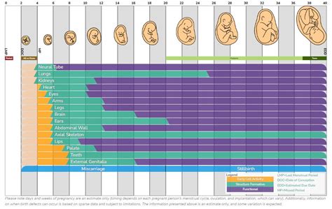 11 Fetal Development at 14 Weeks: A Comprehensive Health Guide.