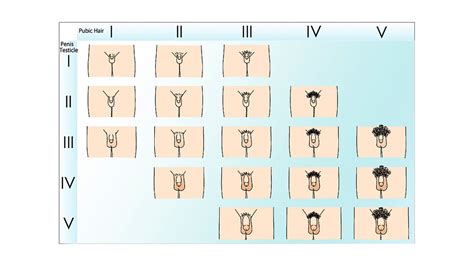 11 Maximizing Male Development: A Comprehensive Physiological Exploration.