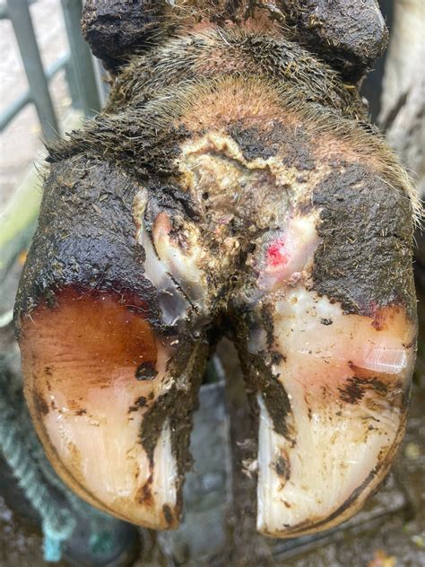 11 Strategies for Alleviating Digital Dermatitis: A Comprehensive Guide.