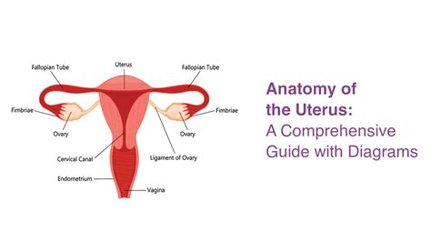11 Uterine Disorders: Comprehensive Guide to Function & Pathology.