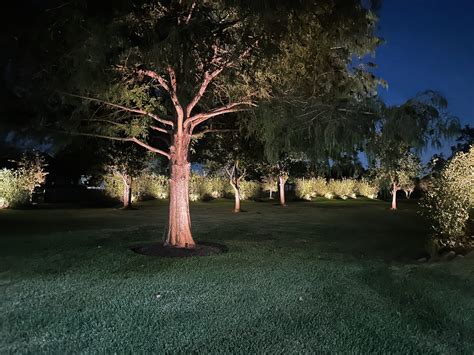 11. Accentuate height in the garden by illuminating tree trunks