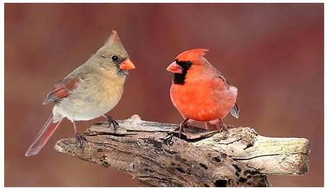 12 Male 12 Female Cardinal From The Heart Art