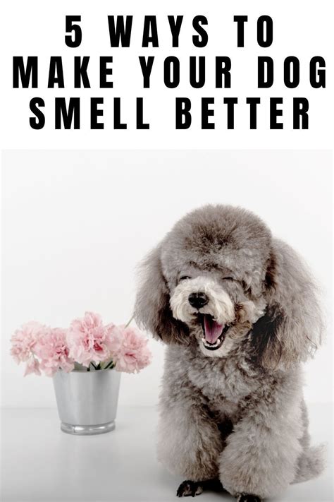 How to Make Your Dog Smell Better Without A Bath Dog smells, Bad dog