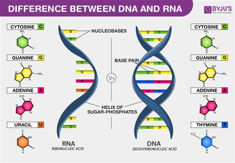 12 Decoding Nucleic Acids: DNA vs RNA – A Comprehensive Analysis