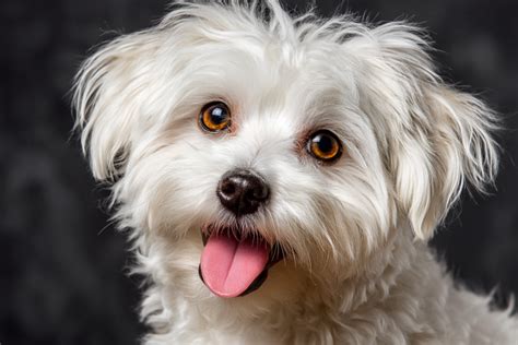 12 Maltese Dogs: Distinctive Traits & Holistic Care Methods.