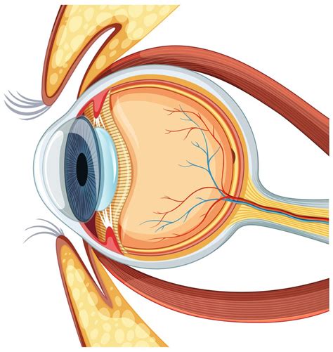 12 Methods to Alleviate Ocular Boils: A Comprehensive Guide.