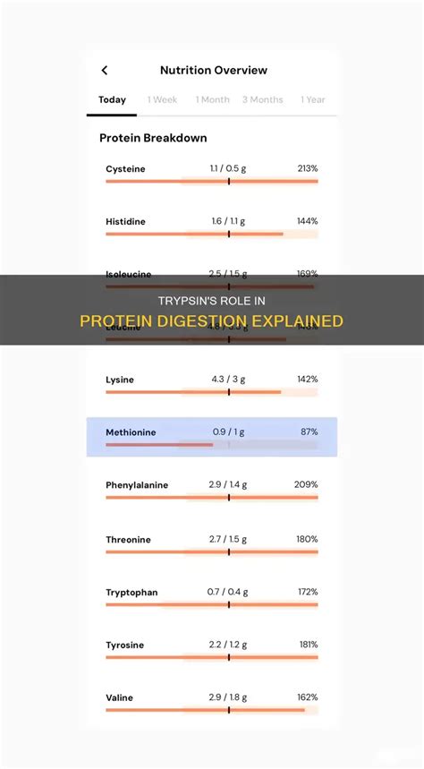 12 Trypsin's Role: Decoding Protein Digestion & Physiological Impact