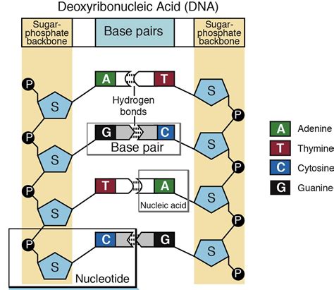 Unveiled: The Mysterious 12 Nucleotide Components That Shape Life