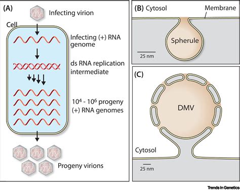 12. Understanding Virus Replication: Impact on Our Health Explained
