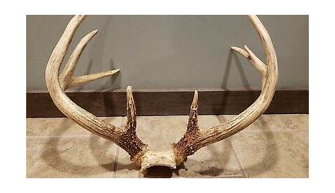 120 8 Point Buck Class Whitetail Archives Score