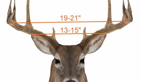 120 Class Deer Texas Hunting Forum