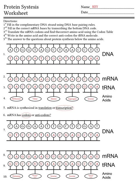 13 Best Images of DNA Code Worksheet - Protein Synthesis Worksheet