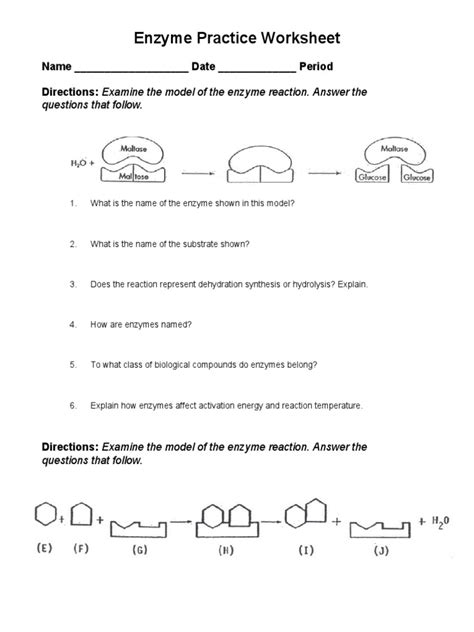 13 Best Images of Enzyme Practice Worksheet Answers - Virtual Lab